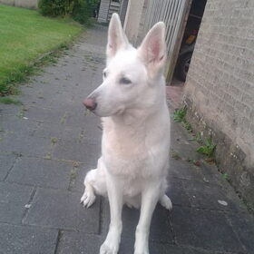 Dit was onze witte herder Nanouk. Een superlieve hond, die we al…
