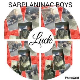 Hondenfoto van Sarpla Boys 