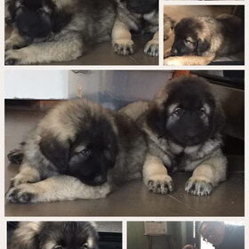 Goran & Kilat (3)
