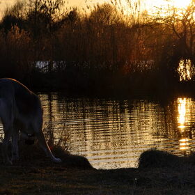 Hondenfoto van Sharon & Bink
