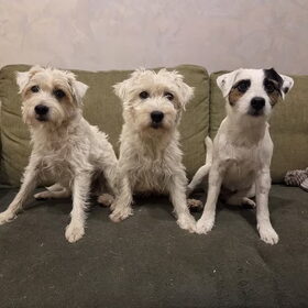 Hondenfoto van Fudge, Chunky, Maylo † & Ziko † en baasje Laura 