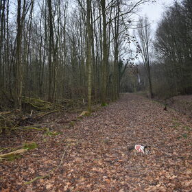 Lekker is het bos.