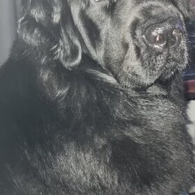 Hondenfoto van Willemijn - baasje van Vika .           Bams  en Ogin   ¥ .