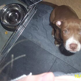 Tyson alweer 9 weken