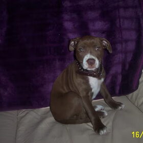 Tyson 9 weken