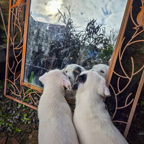 Hondenfoto van Fudge, Chunky, Maylo † & Ziko † en baasje Laura 