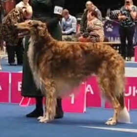 Dialga 3 jaar oud, op d'Olle Grieze Cup in Groningen, waar hij…