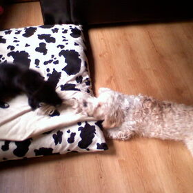 Diesel en Cody flostrekken