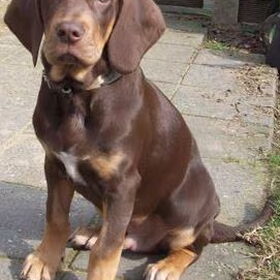 Hondenfoto van Juut & Brownie 