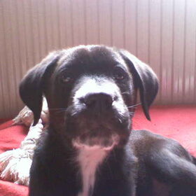 Diesel
