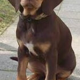 Hondenfoto van Juut & Brownie 