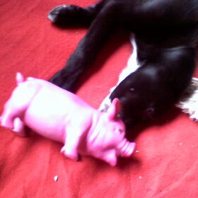 Diesel met Piggy