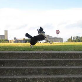 Hondenfoto van Babs & Border Collie Flye