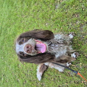 Hondenfoto van chay & dolci