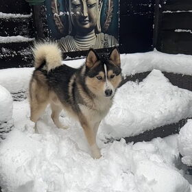 Blue in de Sneeuw , hij vond het fantastisch