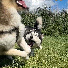 De grappigste actie foto van Blue & Gino, echt spelende broers