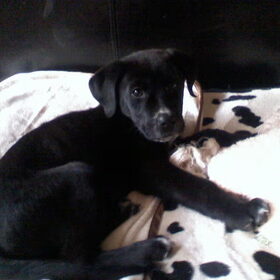 Diesel