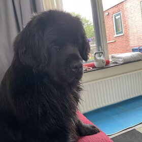 Hondenfoto van Willemijn - baasje van Vika .           Bams  en Ogin   ¥ .