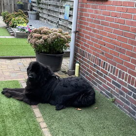 Hondenfoto van Willemijn - baasje van Vika .           Bams  en Ogin   ¥ .