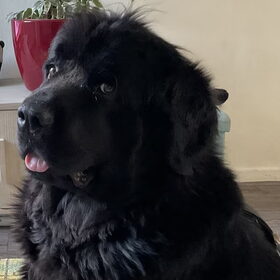 Hondenfoto van Willemijn - baasje van Vika .           Bams  en Ogin   ¥ .