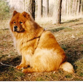 Teddy de chowchow is op de foto 14 jaar oud. Hij kwam met 1 1/2…