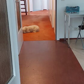 Hondenfoto van sylvia