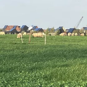 Hondenfoto van Willemijn - baasje van Vika .           Bams  en Ogin   ¥ .