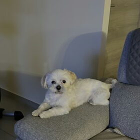 Hondenfoto van Vandebeek Rudi