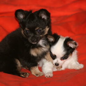 pups blinky(swart) en panda