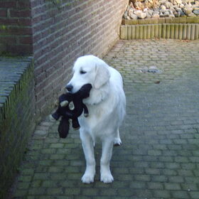 Hondenfoto van bemelmans
