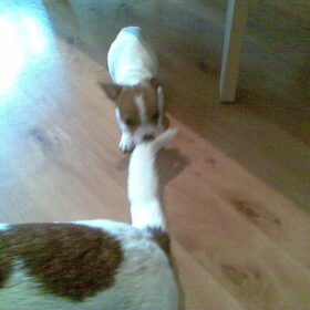 poppy aan het eten en stout aan het doen.en poppy in haar mandje…