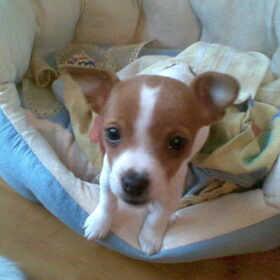 Hondenfoto van nora jazzy en poppy