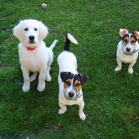 dit is butch,spiky,rocky,butch de golden retriever is 7maanden…