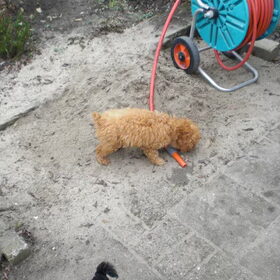 helpppppppppppp waar is de brand.