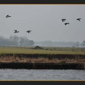 Hondenfoto van De Mecheltjes clan