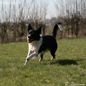 onze mooie Django