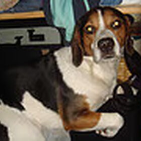 Hondenfoto van chantal Skye en Floki *Bailey *Devil en *Gizmo