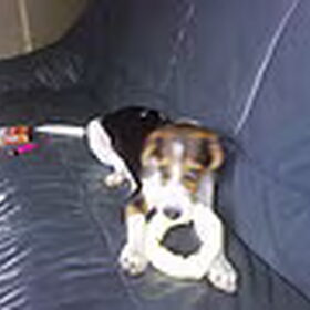 Hondenfoto van chantal Skye en Floki *Bailey *Devil en *Gizmo