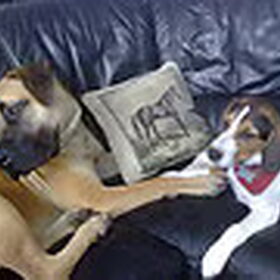 Hondenfoto van chantal Skye en Floki *Bailey *Devil en *Gizmo