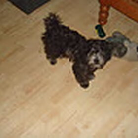 Hondenfoto van chantal Skye en Floki *Bailey *Devil en *Gizmo
