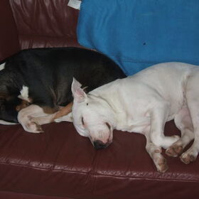 Xena en Angel samen slapend op de bank na een vermoeiend uurtje…