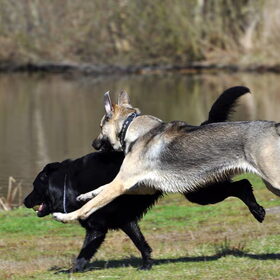 Hondenfoto van Sharon & Bink