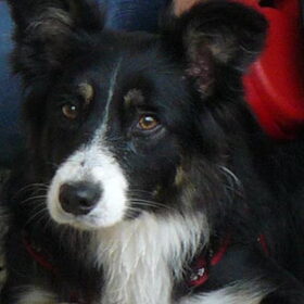 Hondenfoto van kylie