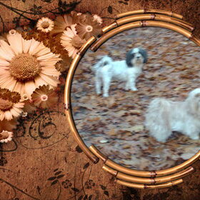 Hondenfoto van liesbeth,Turbo,Luna, Levi en Faith