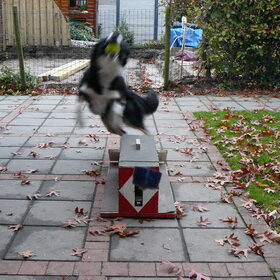 flyball!!!
