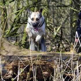 Hondenfoto van Sharon & Bink