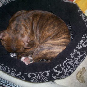 Lekker in de kattenmand, hier 11 weken. Het mandje hebben de…
