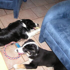 Atos en Odie samen