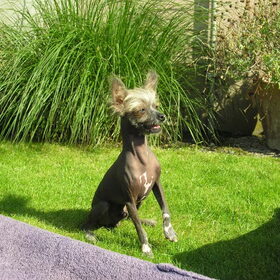 Fuzzy 1,5 jaar oud