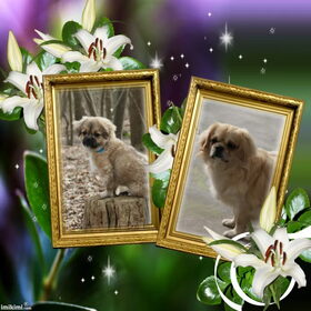 Hondenfoto van Lisa & doggs